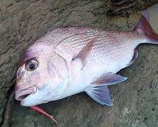 Fish & Hunt 